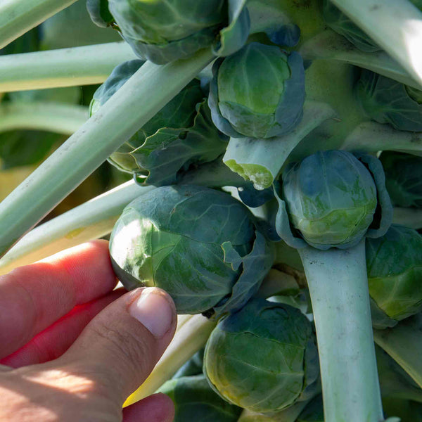 Brussels Sprout Plant 'Clodius'