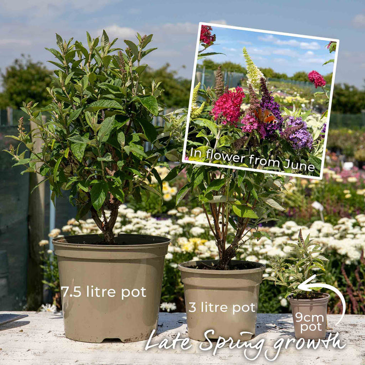Buddleja Plant 'Butterfly Candy Little Ruby'