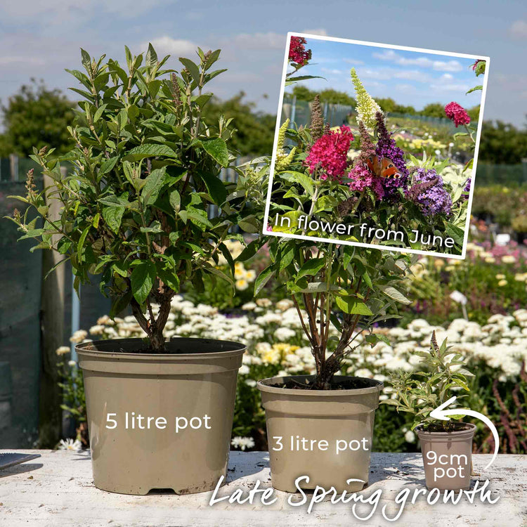Buddleja Plant 'Butterfly Candy Little Ruby'