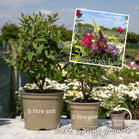 Buddleja Plant 'Butterfly Candy Little Pink'