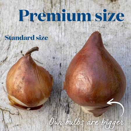 Tulip Bulbs 'Flower Power' Mix