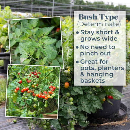 Bush Tomato Plant 'Indigo Cherry Drops'