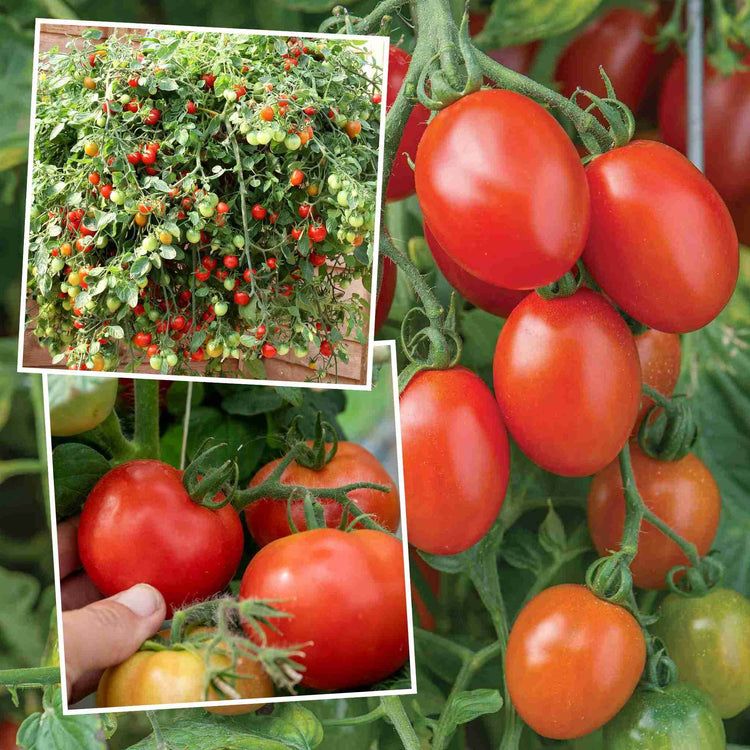 cherry tomato hanging planter Bush Tomato Plant 'Hanging Basket Collection'