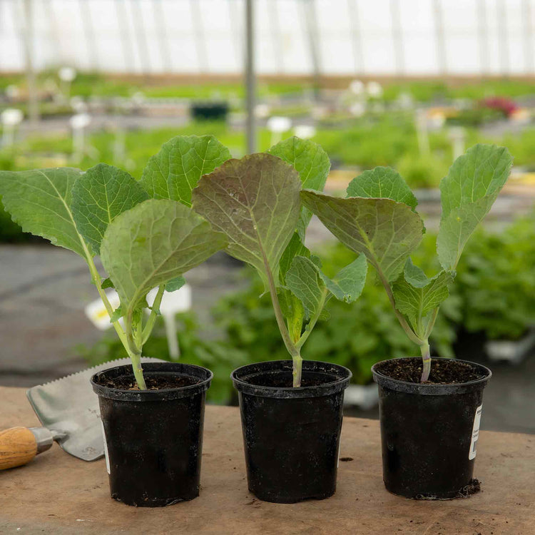 Cabbage Plant Pointed 'Regency'