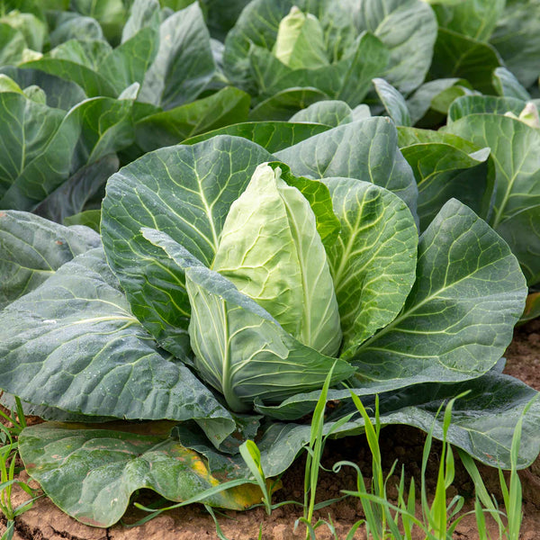 Spring Cabbage 'Duchy'