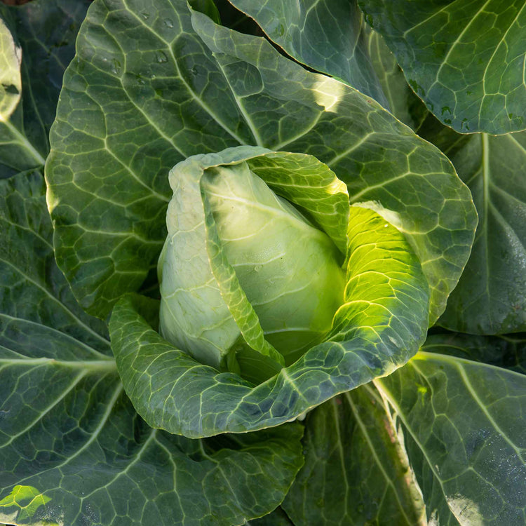 Spring Cabbage 'Duchy'