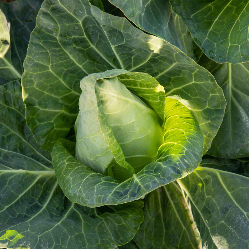 Cabbages