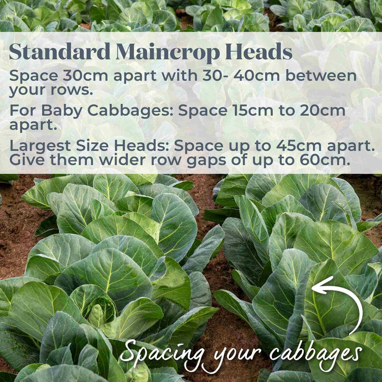 Spring Cabbage 'Duchy'