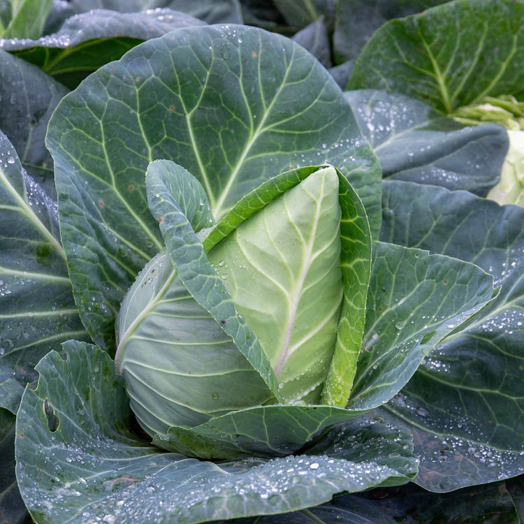 Cabbage Plant 'Pointed Hispi'