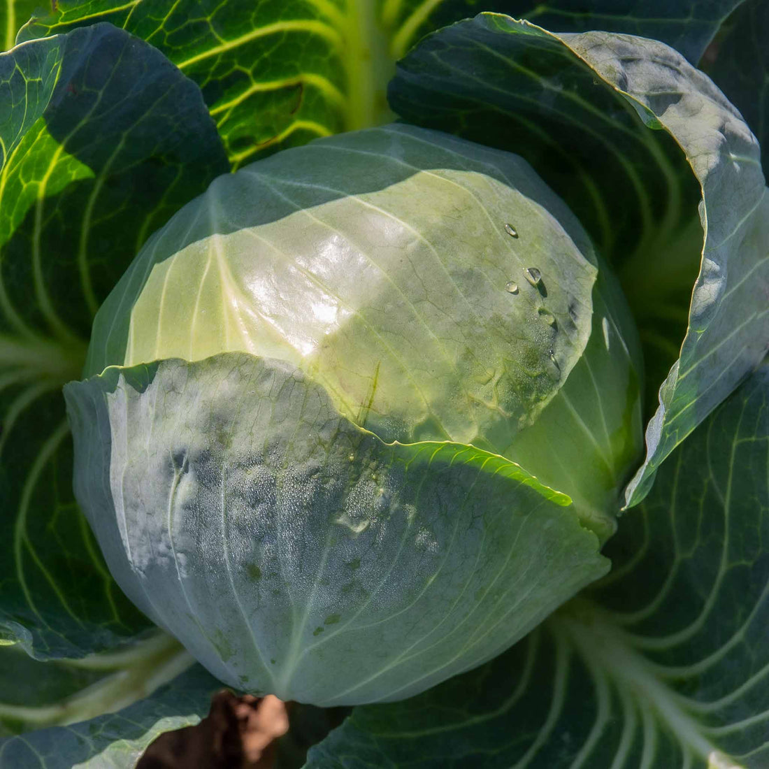 Kilaton Cabbage Plant 'Kilaton' | Marshalls Garden