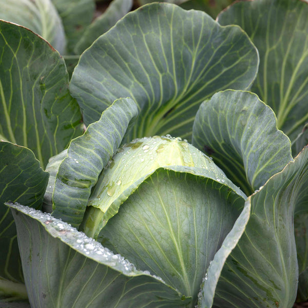 White Cabbage Plant 'Reaction'