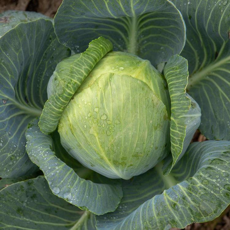 White Cabbage 'Reaction'