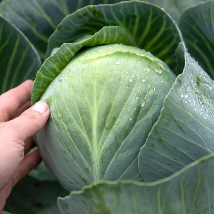White Cabbage 'Reaction'