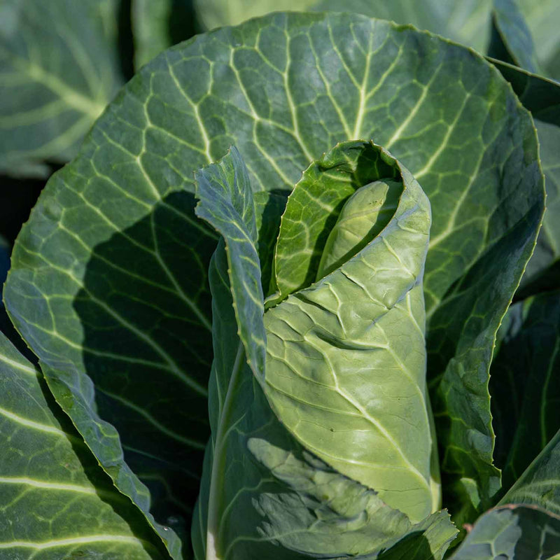 Spring Cabbage Plant 'Durham Early'