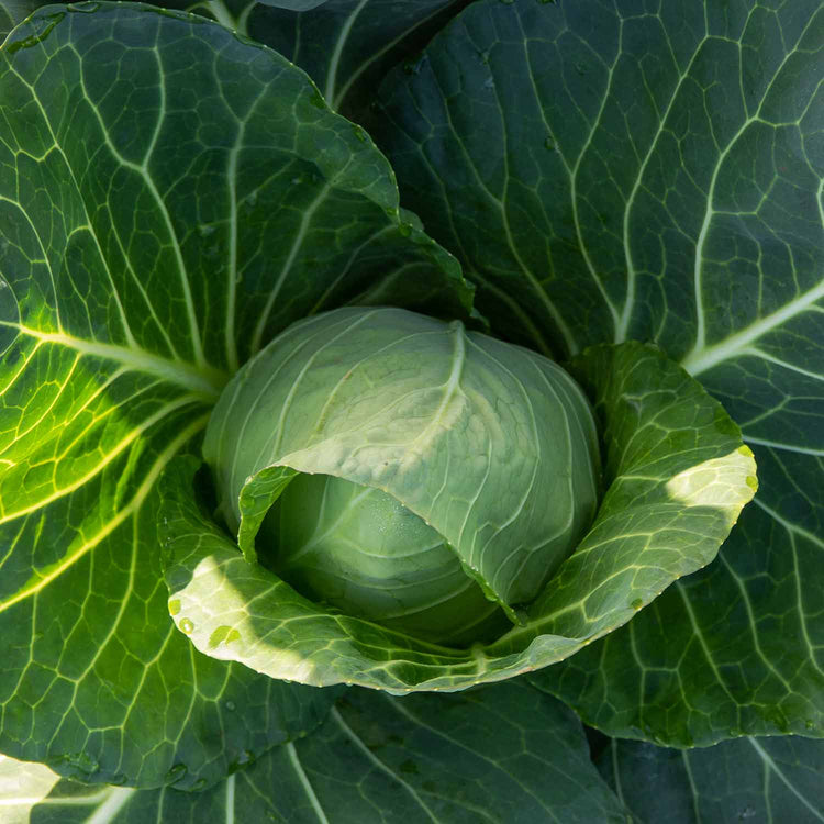 Spring Cabbage Plant 'Durham Early'