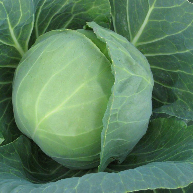 Cabbage Seeds 'Prestar'