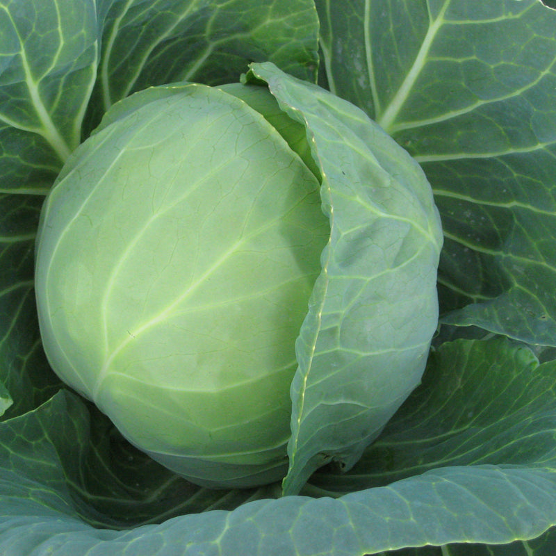 Cabbage Seeds 'Prestar'