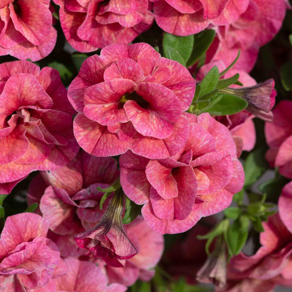 Calibrachoa 'Plant 'Caberet Double Apricote'