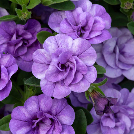 Calibrachoa 'Double' Collection