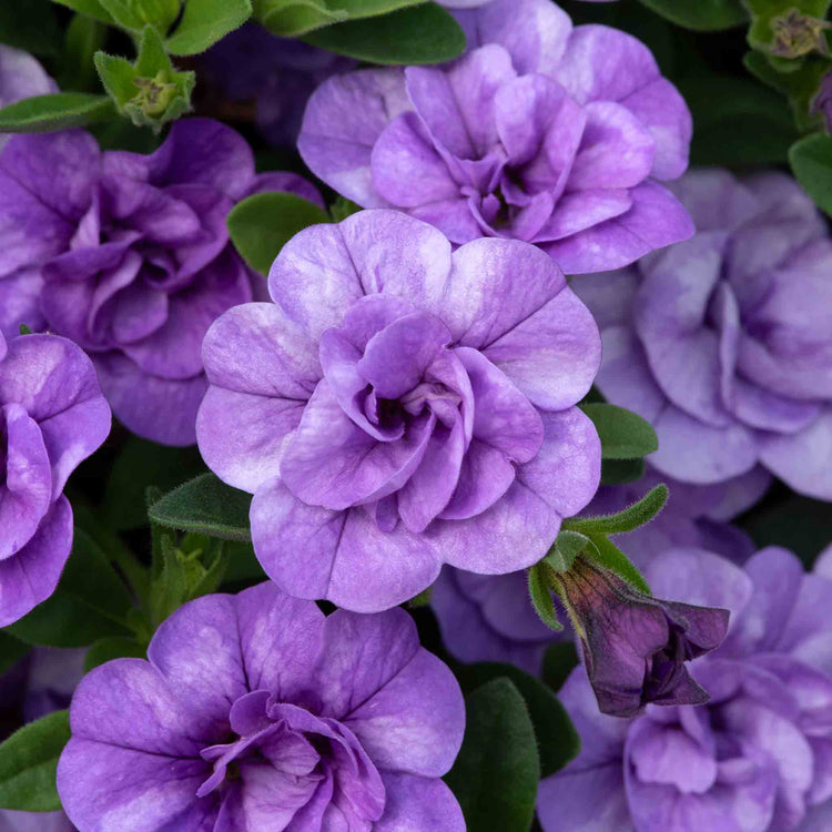 Calibrachoa 'Double' Collection
