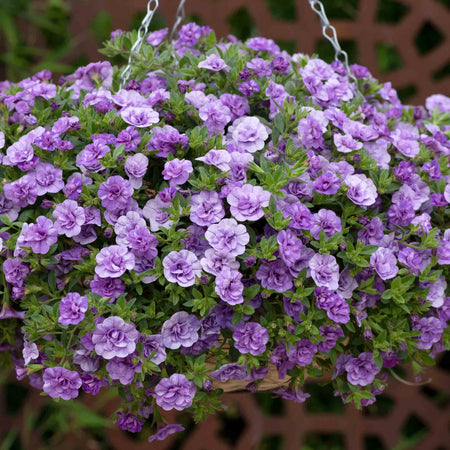 Calibrachoa 'Double' Collection