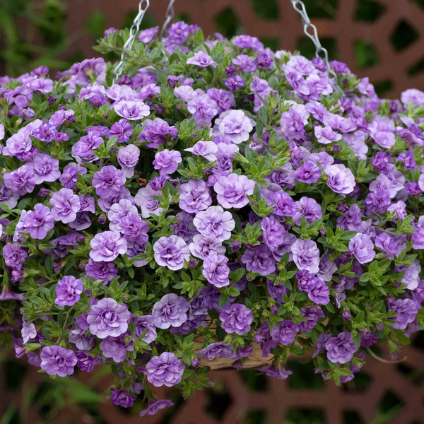 Calibrachoa Plant 'Caberet Double Sky Blue'
