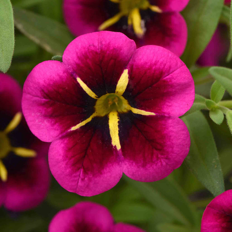 Calibrachoa 'Cabaret Good Night Kiss'