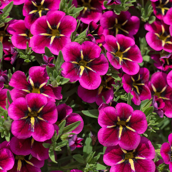 Calibrachoa Plant 'Cabaret Good Night Kiss'