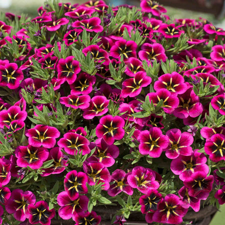 Calibrachoa 'Cabaret Good Night Kiss'