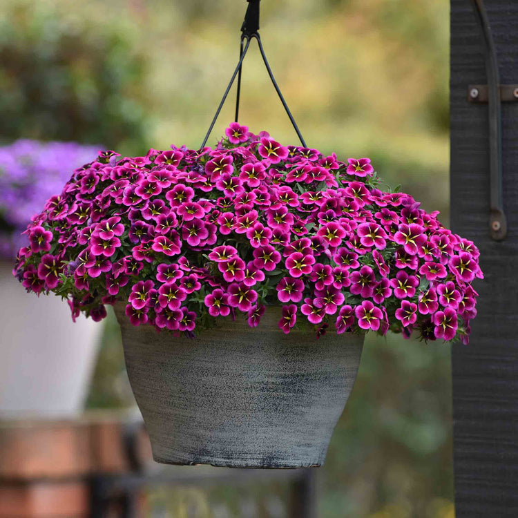 Calibrachoa 'Single' Collection