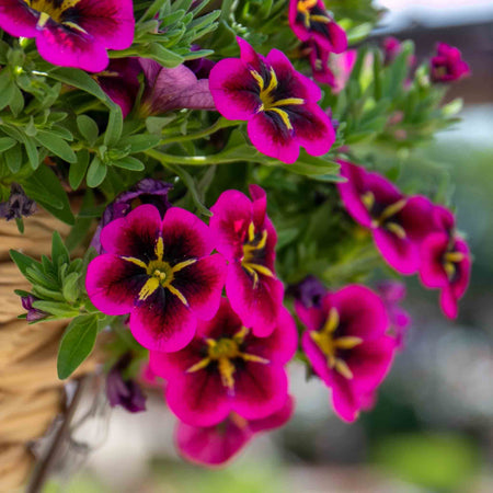 Calibrachoa 'Cabaret Good Night Kiss'