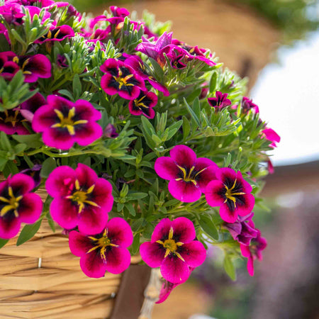 Calibrachoa 'Single' Collection