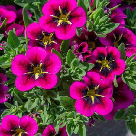 Calibrachoa 'Cabaret Good Night Kiss'