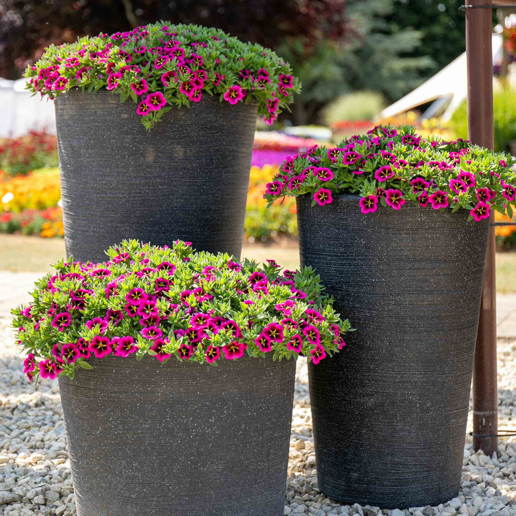 Calibrachoa 'Cabaret Good Night Kiss'