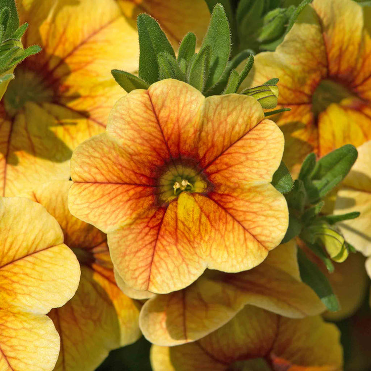 Calibrachoa 'Can Can Sunrise'