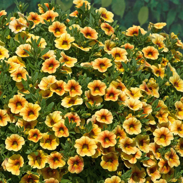 Calibrachoa 'Can Can Sunrise'