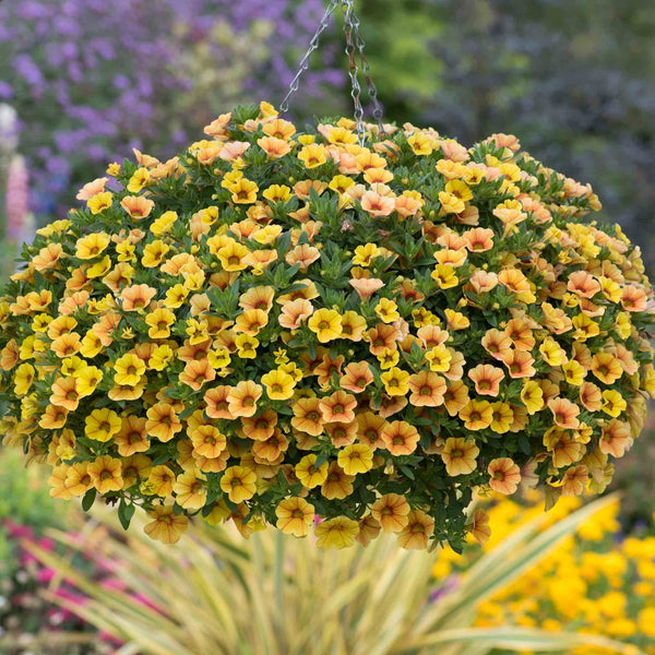 Calibrachoa Plant 'Can Can Sunrise'