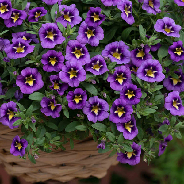 Calibrachoa Plant 'Caberet Special Bumble Bee Blue'