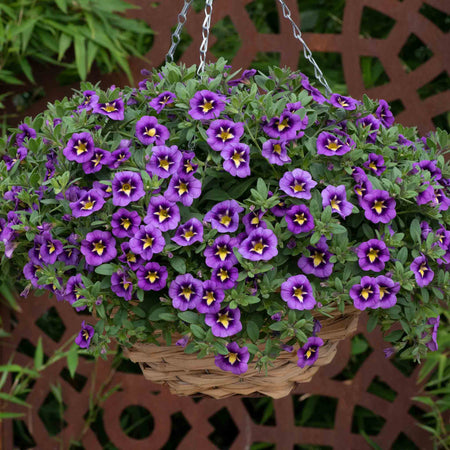 Calibrachoa Plant 'Caberet Special Bumble Bee Blue'