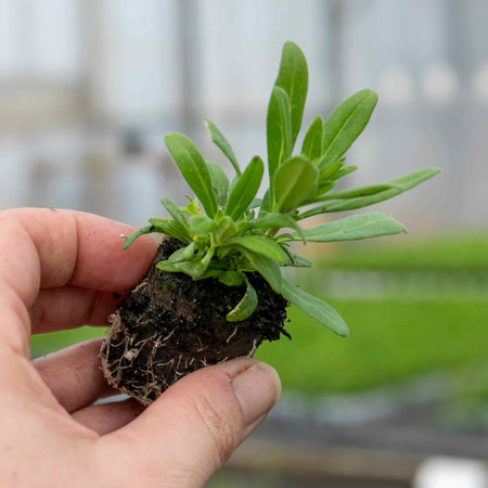 Calibrachoa Plant 'Caberet Special Bumble Bee Blue'