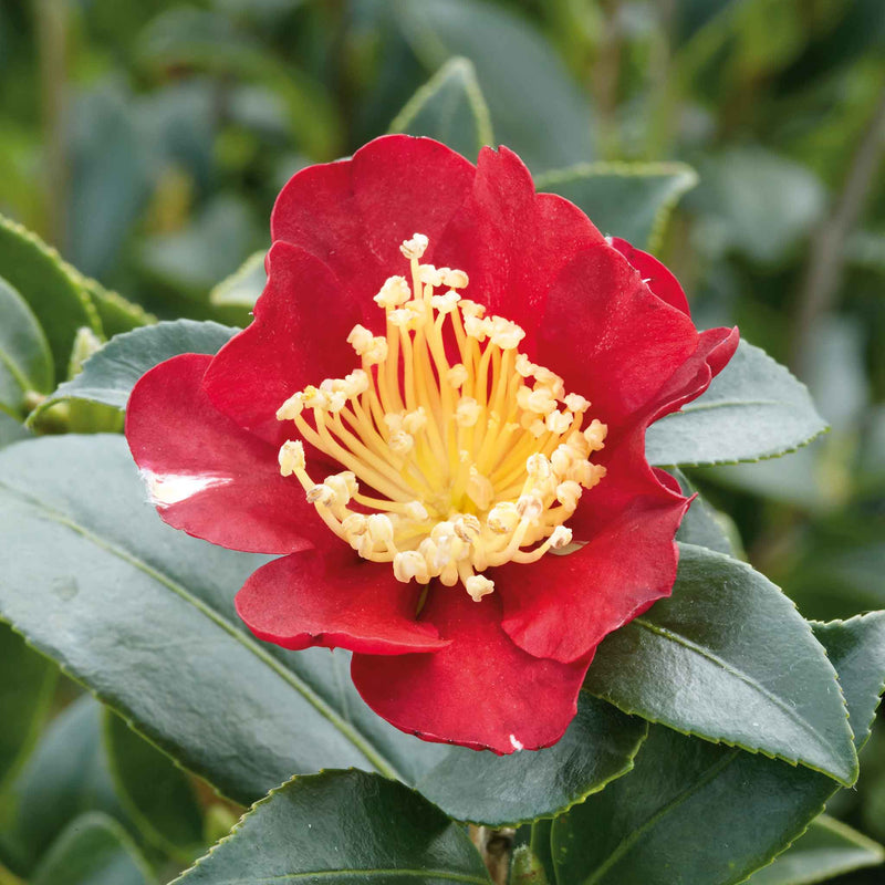 Camellia ‘Yuletide’
