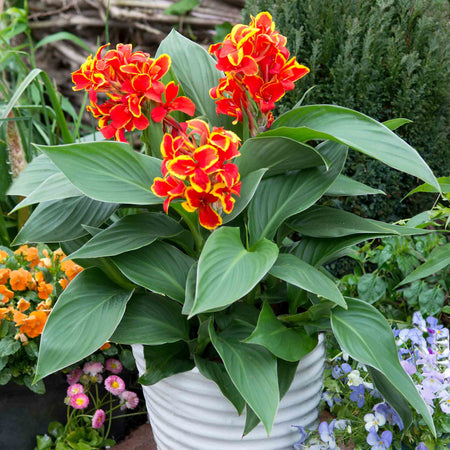 Canna Lily Plant 'Cannova Red Golden Flame'