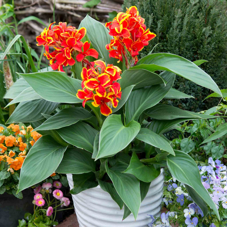Canna Lily Plant 'Cannova Red Golden Flame'