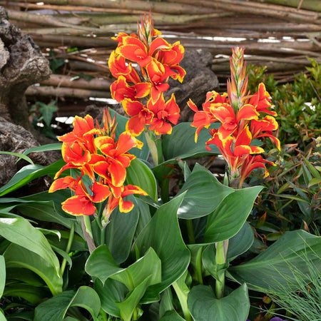 Canna Lily Plant 'Cannova Red Golden Flame'