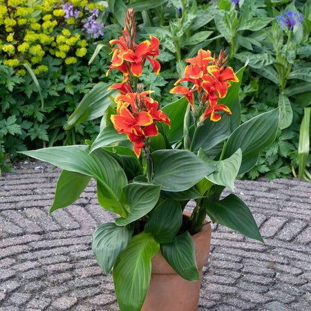 Canna Lily Plant 'Cannova Red Golden Flame'