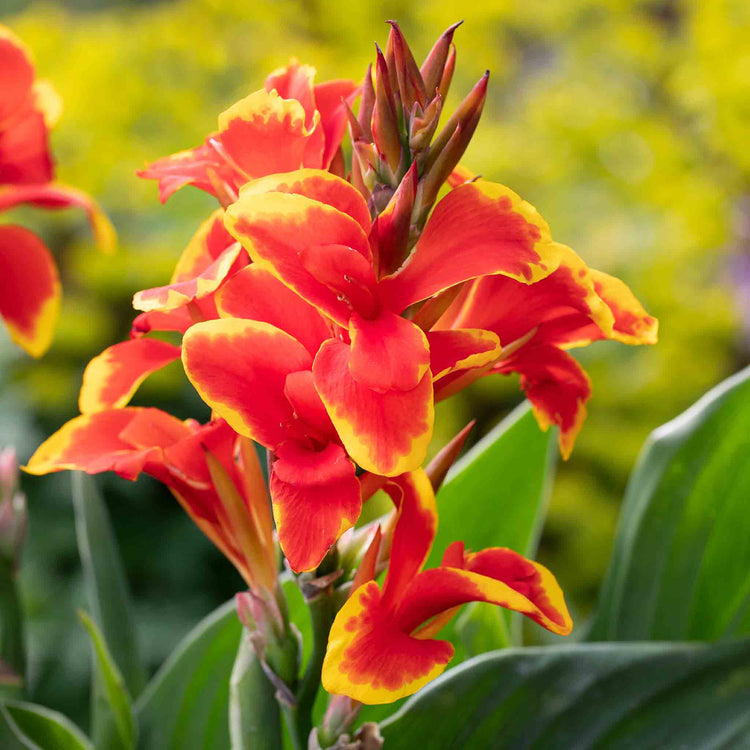 Canna Lily Plant 'Cannova Red Golden Flame'