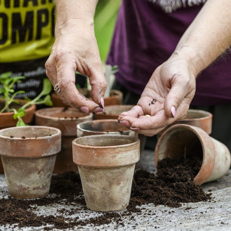 Carbon Gold Biochar Seed Compost