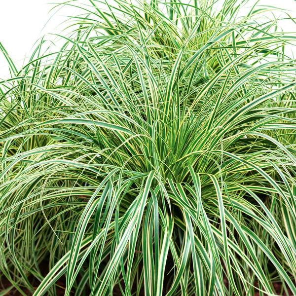 Carex Plant 'Oshimensis Evercream'