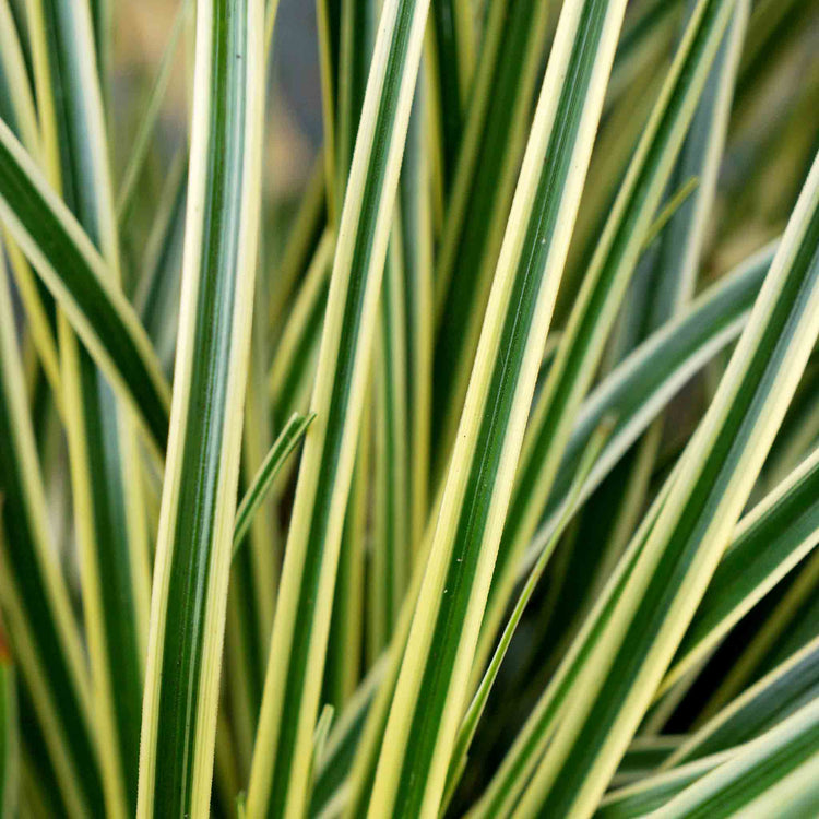 Carex Plant 'Oshimensis Evercream'