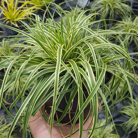 Carex Plant 'Oshimensis Evercream'
